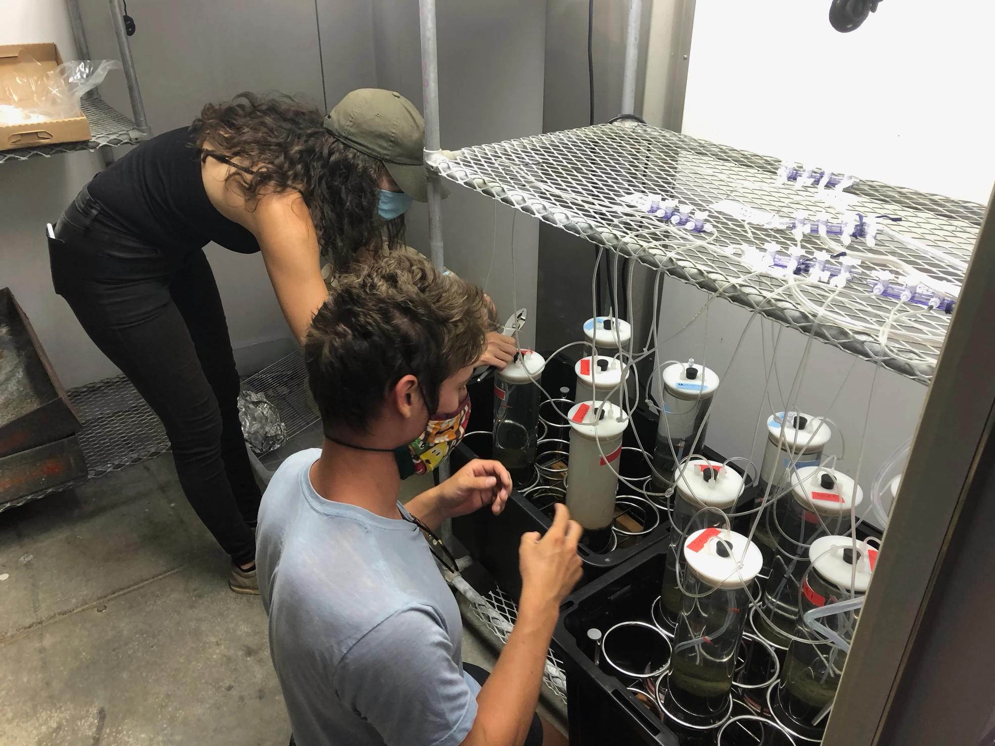 Scientists incubating sediment cores in a lab