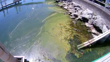 Cyanobacteria bloom observed near Lakeport
