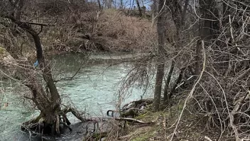 Kelsey Creek - February 2019