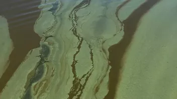 Lines of cyanobacteria in Clear Lake.png