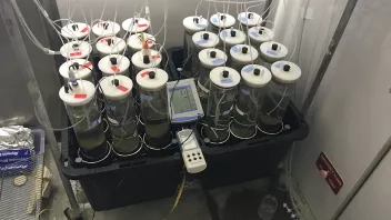 Sediment incubation setup at UC Davis. Cores were incubated to calculate sediment nutrient fluxes