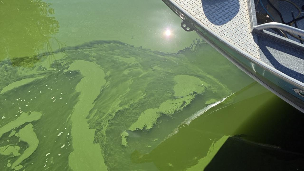 Boat bow beside dock over water with bright green algae swirls and sunlight glare